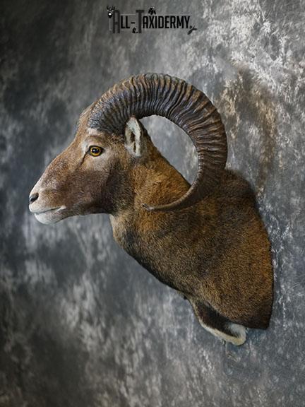 Mouflon Sheep taxidermy mount SKU 2379 - Image 8