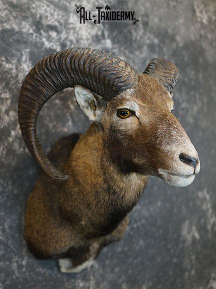 Mouflon Sheep taxidermy mount SKU 2379 - Image 7