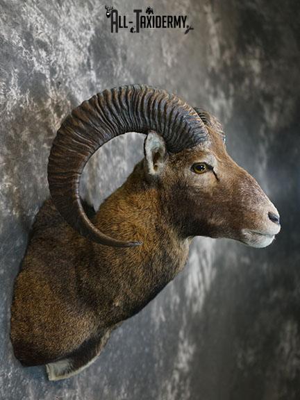 Mouflon Sheep taxidermy mount SKU 2379 - Image 6