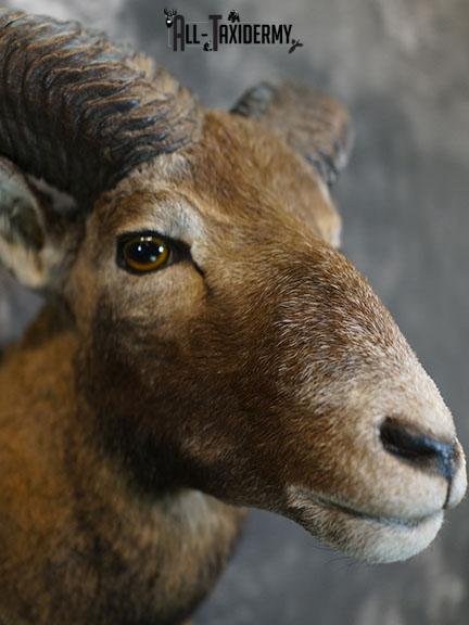 Mouflon Sheep taxidermy mount SKU 2379 - Image 5