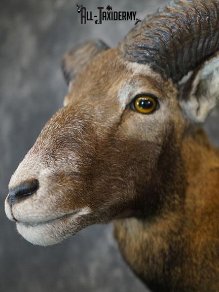 Mouflon Sheep taxidermy mount SKU 2379 - Image 4