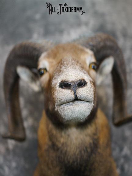 Mouflon Sheep taxidermy mount SKU 2379 - Image 3