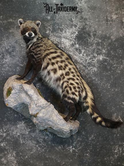 XL African Full body Civet Cat taxidermy mount SKU 2386