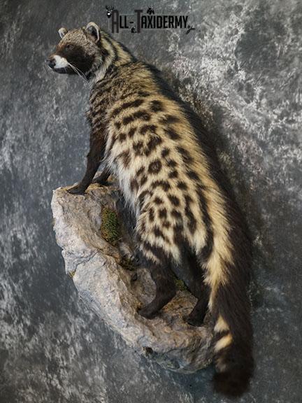 XL African Full body Civet Cat taxidermy mount SKU 2386 - Image 2