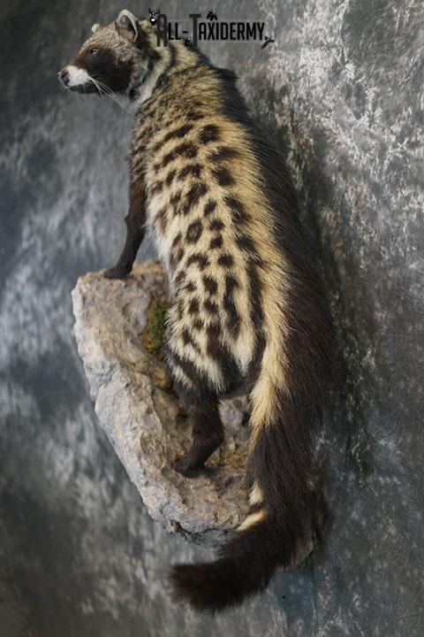 XL African Full body Civet Cat taxidermy mount SKU 2386 - Image 8