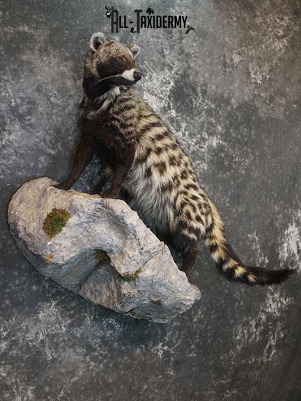 XL African Full body Civet Cat taxidermy mount SKU 2386 - Image 7