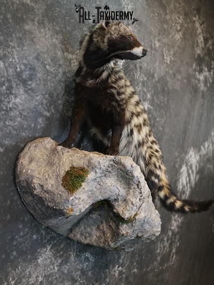 XL African Full body Civet Cat taxidermy mount SKU 2386 - Image 6