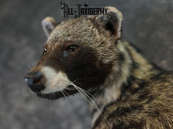 XL African Full body Civet Cat taxidermy mount SKU 2386 - Image 5