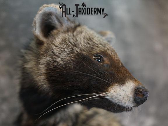 XL African Full body Civet Cat taxidermy mount SKU 2386 - Image 4