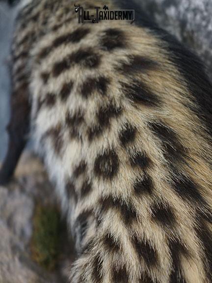 XL African Full body Civet Cat taxidermy mount SKU 2386 - Image 3