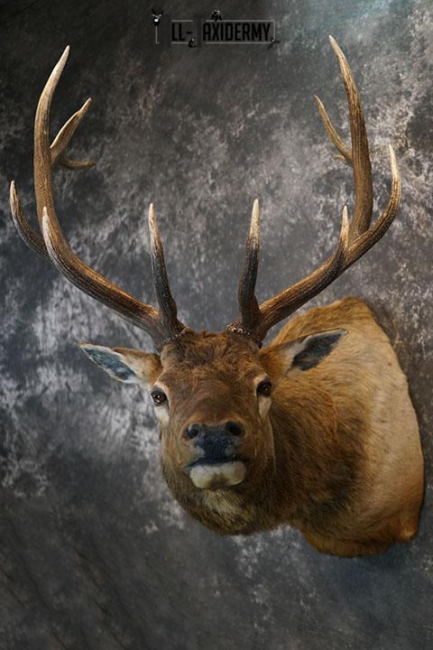 6 x 6 Elk taxidermy shoulder mount SKU 2355 - Image 3
