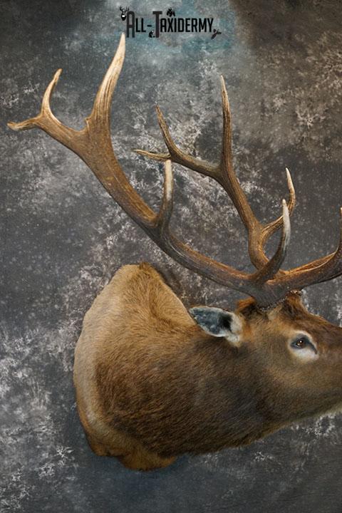 6 x 6 Elk taxidermy shoulder mount SKU 2355 - Image 4