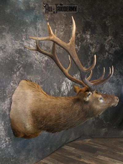 6 x 6 Elk taxidermy shoulder mount SKU 2355