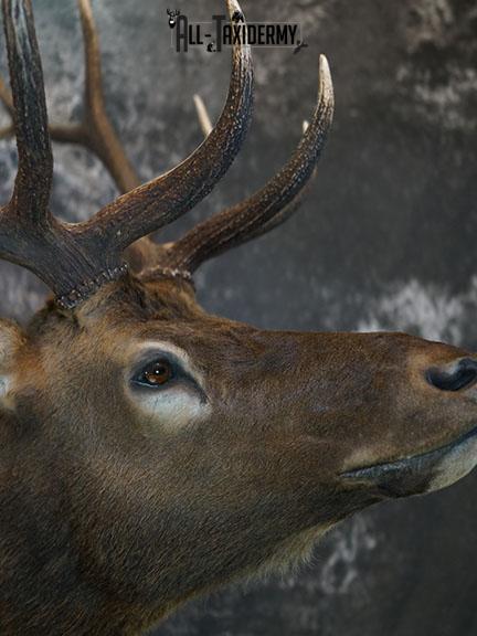 6 x 6 Elk taxidermy shoulder mount SKU 2355 - Image 6