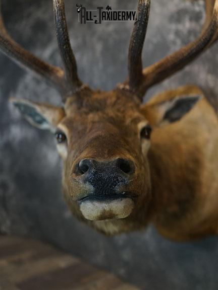 6 x 6 Elk taxidermy shoulder mount SKU 2355 - Image 7