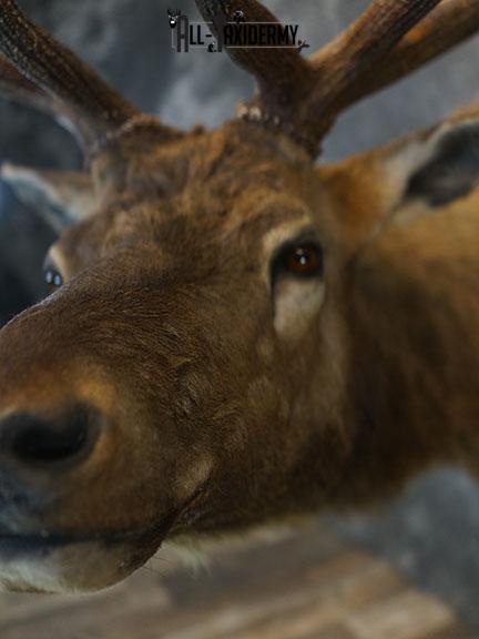 6 x 6 Elk taxidermy shoulder mount SKU 2355 - Image 8