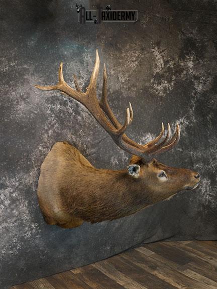 6 x 6 Elk taxidermy shoulder mount SKU 2355 - Image 2