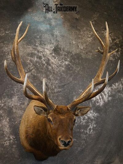 15 Point Elk taxidermy mount SKU 2381