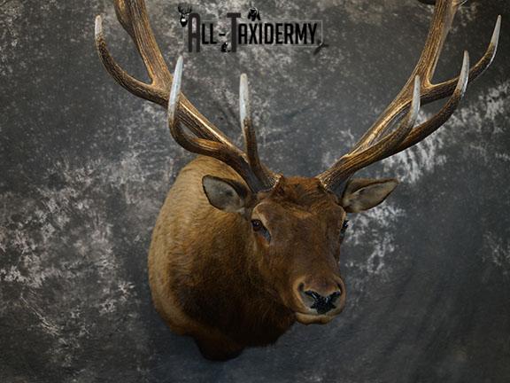 15 Point Elk taxidermy mount SKU 2381 - Image 2