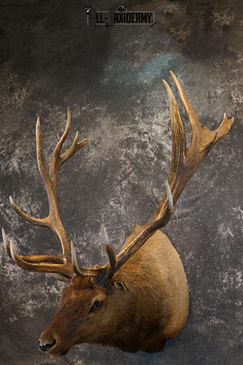 15 Point Elk taxidermy mount SKU 2381 - Image 10