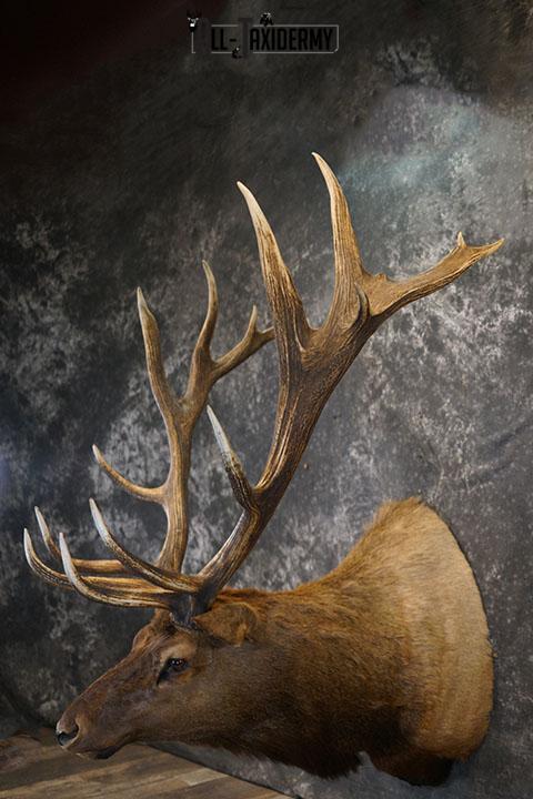 15 Point Elk taxidermy mount SKU 2381 - Image 9