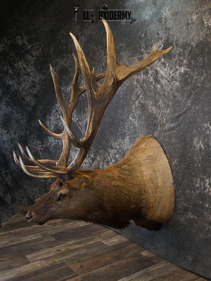 15 Point Elk taxidermy mount SKU 2381 - Image 8