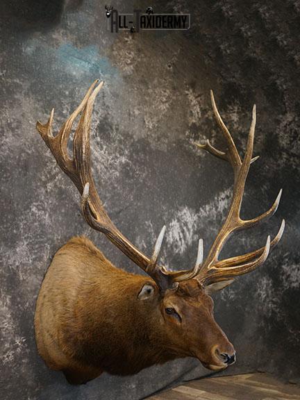 15 Point Elk taxidermy mount SKU 2381 - Image 7