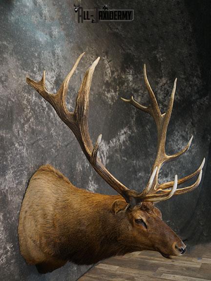 15 Point Elk taxidermy mount SKU 2381 - Image 6