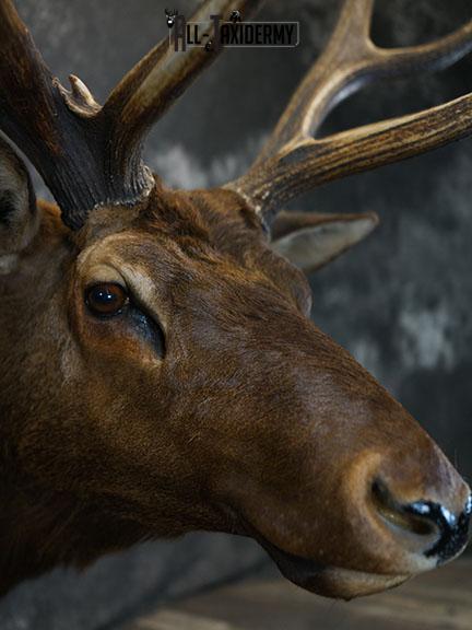 15 Point Elk taxidermy mount SKU 2381 - Image 5