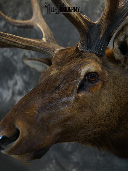 15 Point Elk taxidermy mount SKU 2381 - Image 4