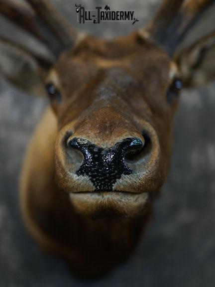 15 Point Elk taxidermy mount SKU 2381 - Image 3