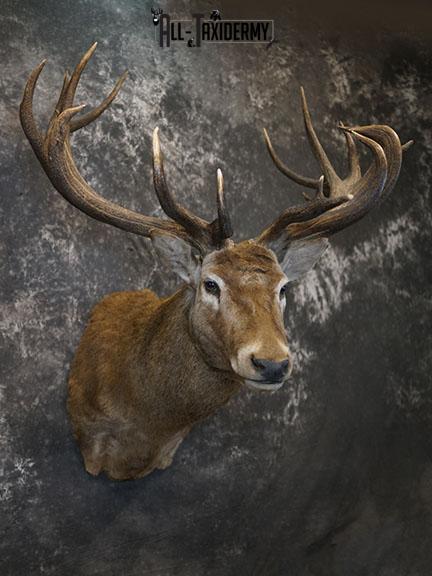 19 Point Red Stag taxidermy shoulder mount SKU 2401
