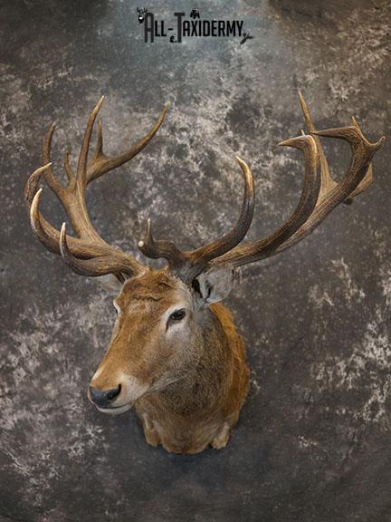 19 Point Red Stag taxidermy shoulder mount SKU 2401 - Image 2