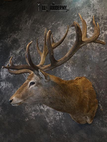 19 Point Red Stag taxidermy shoulder mount SKU 2401 - Image 9