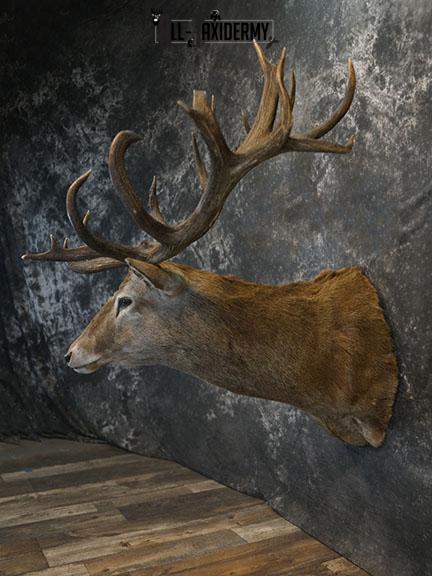 19 Point Red Stag taxidermy shoulder mount SKU 2401 - Image 8