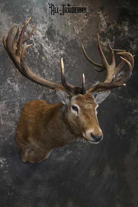19 Point Red Stag taxidermy shoulder mount SKU 2401 - Image 7