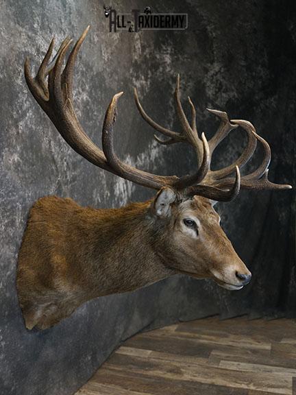19 Point Red Stag taxidermy shoulder mount SKU 2401 - Image 6