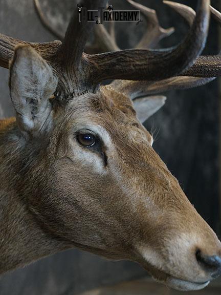 19 Point Red Stag taxidermy shoulder mount SKU 2401 - Image 5