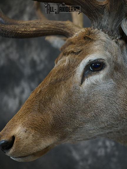 19 Point Red Stag taxidermy shoulder mount SKU 2401 - Image 4