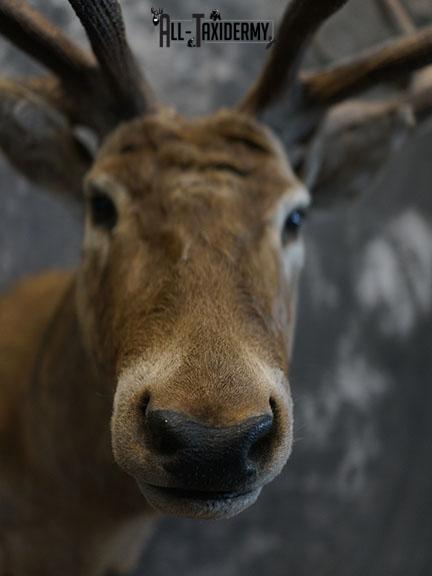 19 Point Red Stag taxidermy shoulder mount SKU 2401 - Image 3