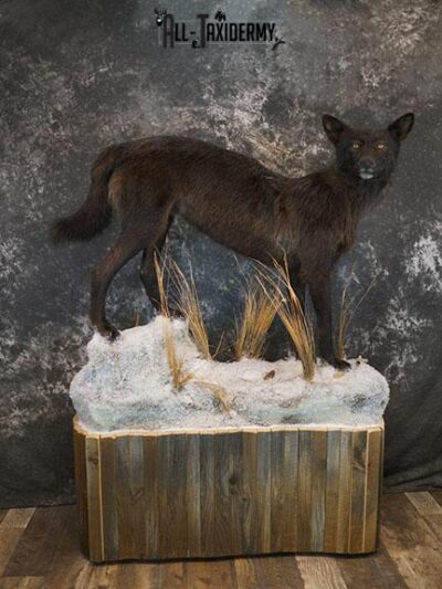 Full body Black Wolf taxidermy mount SKU 2400