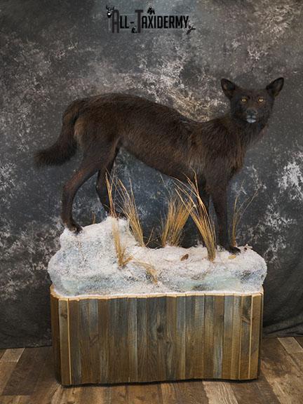 Full body Black Wolf taxidermy mount SKU 2400