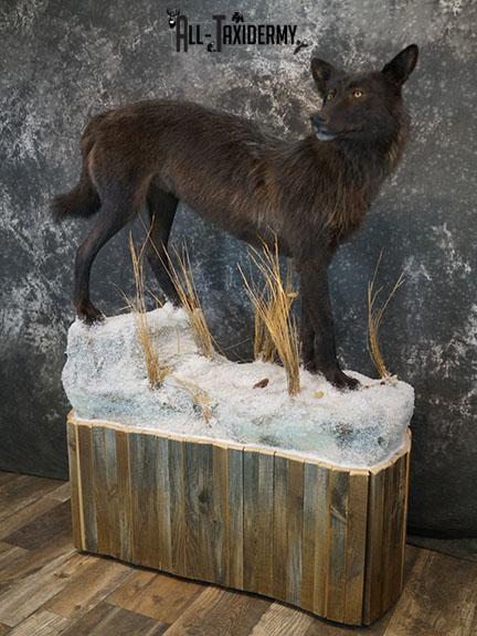 Full body Black Wolf taxidermy mount SKU 2400 - Image 18