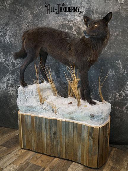 Full body Black Wolf taxidermy mount SKU 2400 - Image 17