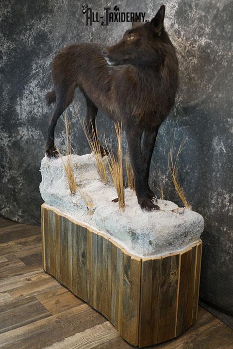 Full body Black Wolf taxidermy mount SKU 2400 - Image 16