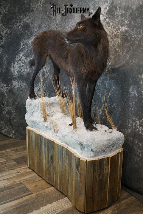 Full body Black Wolf taxidermy mount SKU 2400 - Image 15