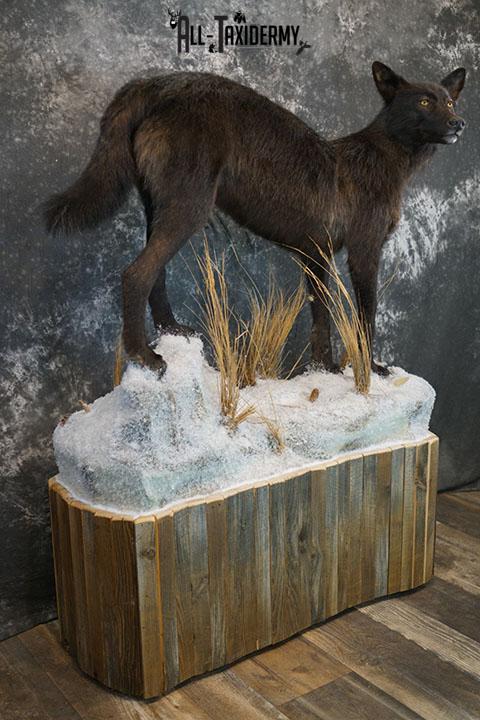 Full body Black Wolf taxidermy mount SKU 2400 - Image 14