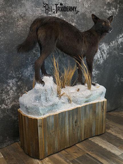 Full body Black Wolf taxidermy mount SKU 2400 - Image 13