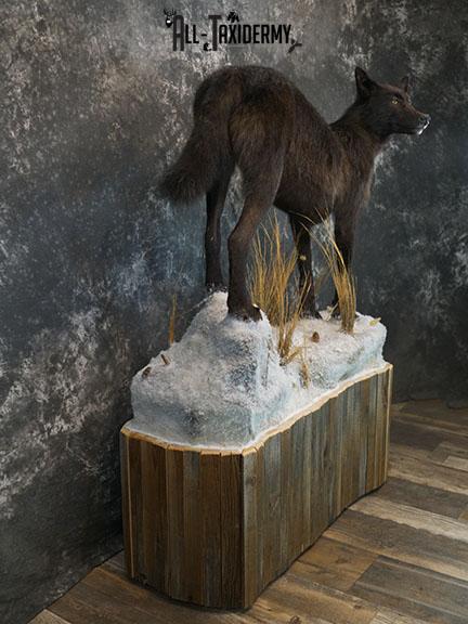 Full body Black Wolf taxidermy mount SKU 2400 - Image 12