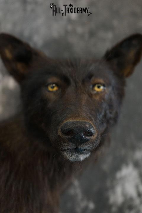 Full body Black Wolf taxidermy mount SKU 2400 - Image 11